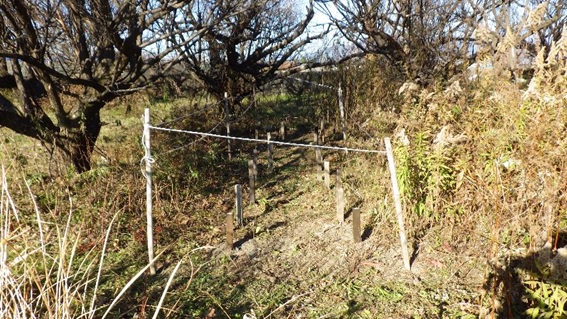 山梨試験地で行っている野外杭試験（防腐、防虫性能）